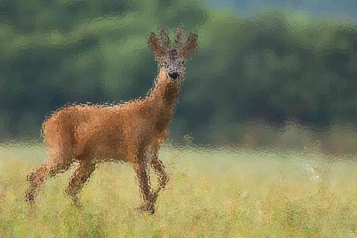 Which is Stronger in a Deer, Its Eyesight or Its Hearing?